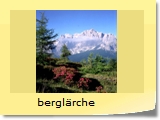 berglärche
